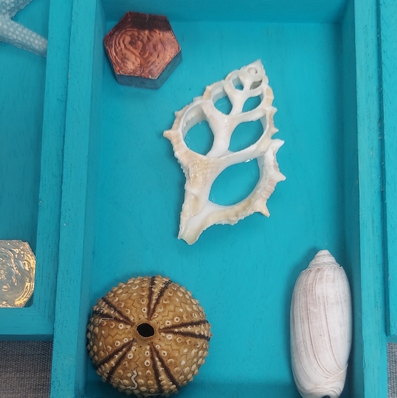 Coastal Seashell Collage Wall Art - Picture 2 of 4